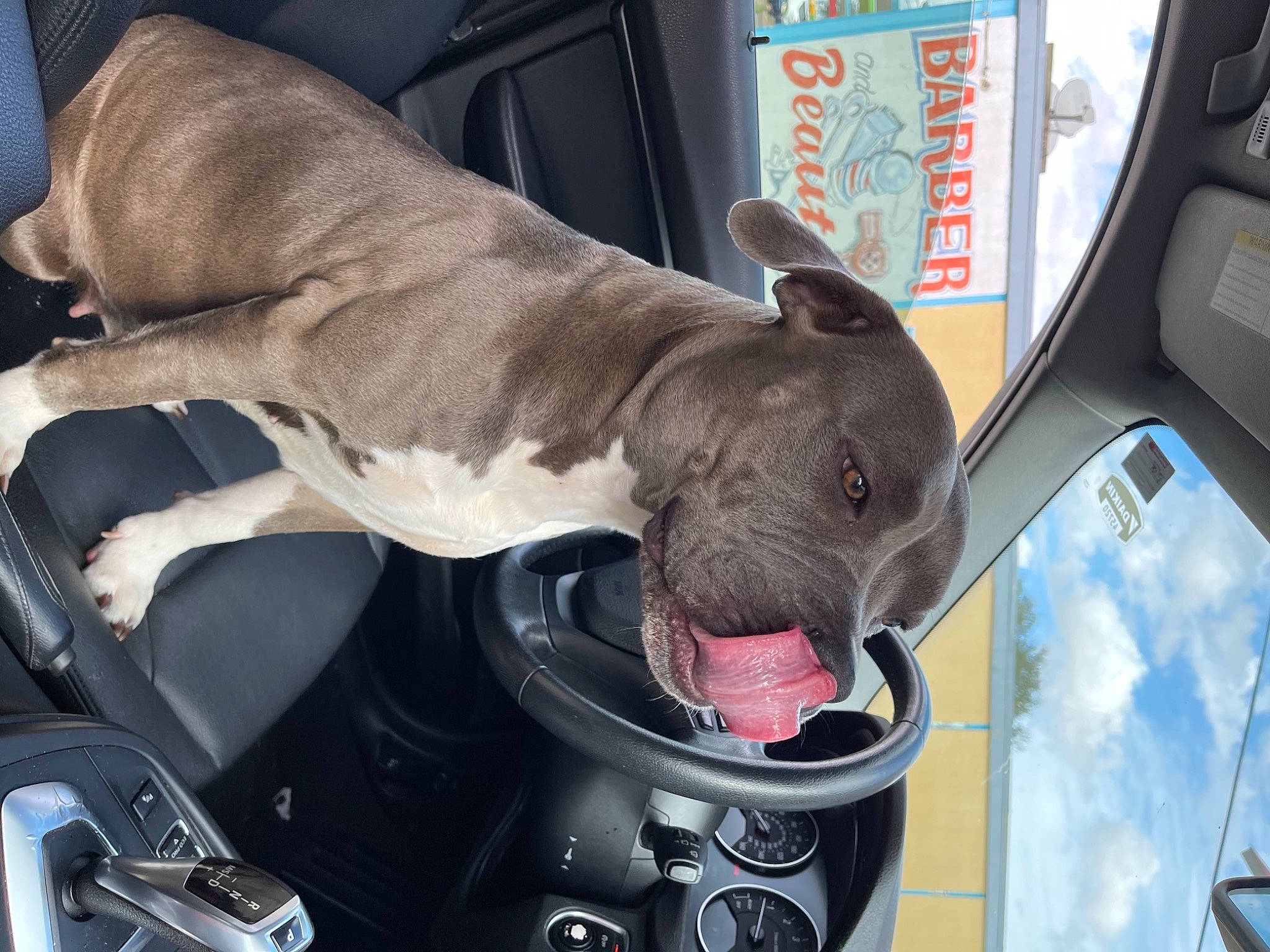Nova is registered to the contest to win money with this photo: auto_part, bumper, canidae, car_seat, carnivore, collar, companion_dog, dog, dog_breed, dog_collar, fawn, hood, leash, motor_vehicle, snout, sporting_group, steering_wheel, vehicle_door, windshield, working_animal