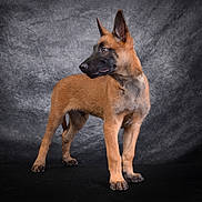 Bower participe au concours pour gagner de l'argent avec cette photo : dog, puppy, belgian_malinois, animal, pet, standing, alert, ears_up, fur, portrait, studio, gray_background, curious, young, canine, looking_away, four_legs, indoors, mammal, companion