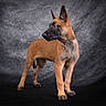 dog, puppy, belgian_malinois, animal, pet, standing, alert, ears_up, fur, portrait, studio, gray_background, curious, young, canine, looking_away, four_legs, indoors, mammal, companion