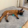 Bower a rejoint le concours — aidez-le/la à gagner de superbes lots ! puppy, dog, toy, rope_toy, mat, gray_mat, brown_dog, outdoor, floor, wall, window, relaxed, lying_down, pet, animal, ears, collar, paw, resting, cute