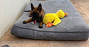 Bower participe au concours pour gagner de l'argent avec cette photo : puppy, dog, stuffed_toy, yellow_duck, dog_bed, gray_bed, tile_floor, wall, slippers, panting, indoors, pet, brown_dog, toy, relaxing, resting, home, cozy, playful, floor_mat