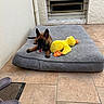 puppy, dog, stuffed_toy, yellow_duck, dog_bed, gray_bed, tile_floor, wall, slippers, panting, indoors, pet, brown_dog, toy, relaxing, resting, home, cozy, playful, floor_mat