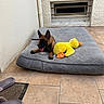 Bower participe au concours pour gagner de l'argent avec cette photo : puppy, dog, plush_toy, yellow_duck, dog_bed, gray_bed, tile_floor, wall, window, door_mat, slippers, relaxed, indoor, pet, animal, tongue_out, brown_dog, toy, resting, cute