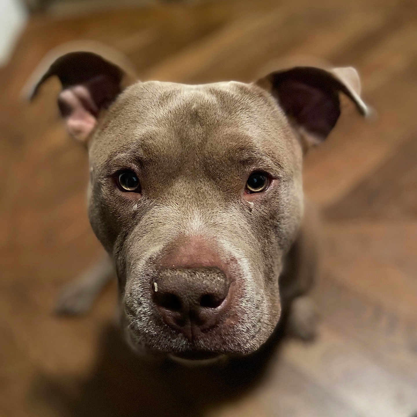 Rocky participe au concours pour gagner de l'argent avec cette photo : animal, brown, canine, close_up, companion, dog, domestic_animal, ears, expression, floor, fur, head, indoor, looking_up, mammal, nose, pet, portrait, whiskers, wooden_floor