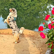 Ice a rejoint le concours — aidez-le/la à gagner de superbes lots ! australian_shepherd, dirt, dog, flowers, grass, greenery, harness, lake, nature, outdoor, park, pet, playful, red_flowers, reflection, shadow, standing, sunlight, trees, water