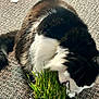 cat, black_and_white, grass, plant, outdoor, pet, animal, fur, snack, texture, nature, green, close_up, mammal, cute, whiskers, tail, potted_plant, curious, ground