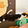 cat, sleeping, couch, plush_toy, stuffed_animal, black_and_white, fur, relaxation, indoors, wall_poster, orange, green, pink, cozy, pet, animal, resting, comfortable, home, cute