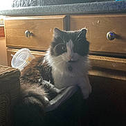 Moonlight joined the competition — help win amazing prizes! cat, fluffy, black_and_white, indoor, furniture, wooden_drawers, cup, plastic_cup, relaxed, pet, animal, cozy, dim_light, window, domestic, fur, face, whiskers, tail, household