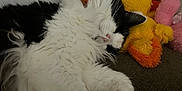 Moonlight is registered to the contest to win money with this photo: cat, sleeping, fluffy, black_and_white, plush_toy, yellow, orange, couch, cozy, indoor, pet, relaxed, cute, stuffed_animal, fur, whiskers, paw, resting, home, soft