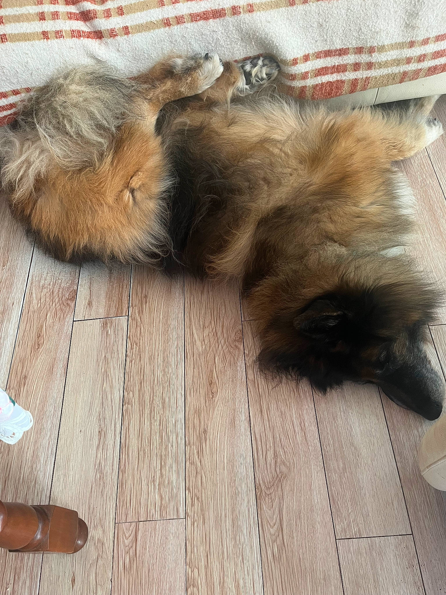 Goulu participe au concours pour gagner de l'argent avec cette photo : brown, canidae, carnivore, cat, comfort, companion_dog, dog_breed, fawn, felidae, flooring, fur, hardwood, liver, paw, small_to_medium_sized_cats, snout, sporting_group, terrestrial_animal, whiskers, wood