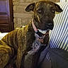 Aïko participe au concours pour gagner de l'argent avec cette photo : dog, brindle, pet, animal, sitting, armchair, chair, collar, dog_tag, bone_tag, indoor, home, living_room, brick_wall, clock, striped_fabric, brown, black, white_chest, portrait
