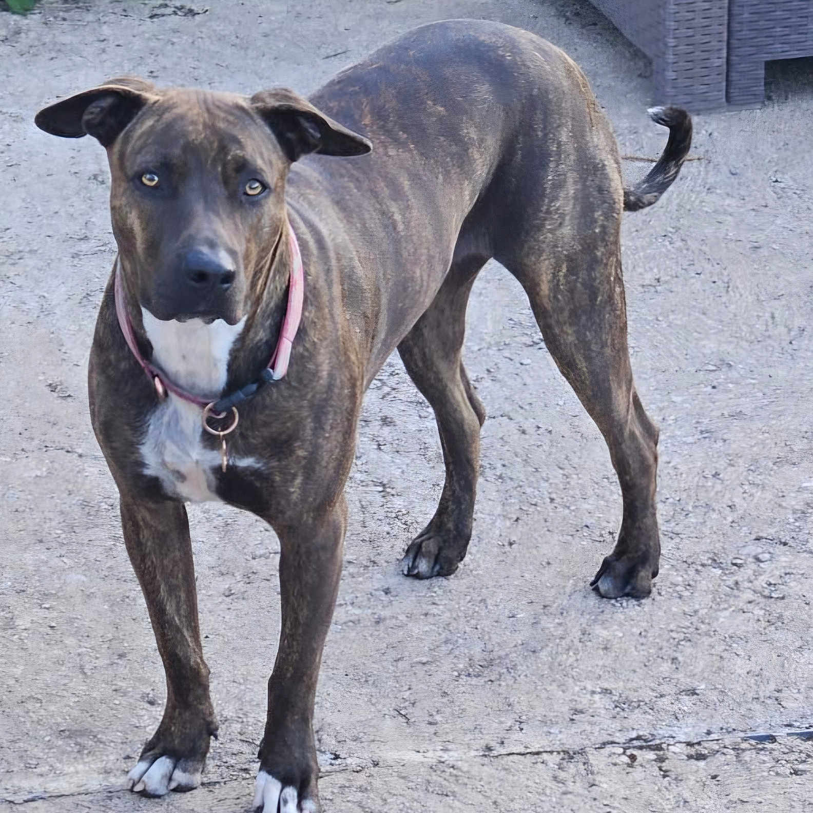 Aïko a rejoint le concours — aidez-le/la à gagner de superbes lots ! dog, brindle_dog, canine, pet, standing, outdoors, gravel, patio, garden, leaves, collar, pink_collar, white_chest, floppy_ears, short_hair, brown_coat, black_nose, tail, wicker_furniture, portrait