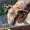 Aïko participe au concours pour gagner de l'argent avec cette photo : dog, brown_dog, pet, animal, canine, portrait, close_up, outdoor, garden, grass, stone, porch, deck, collar, leash, ears, eyes, looking_up, curious, daylight
