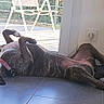 dog, brindle_dog, pet, lying_down, belly_up, paws_up, indoors, tile_floor, living_room, sunlight, glass_door, collar, relaxed, playful, funny_pose, furniture, television, home, resting, animal