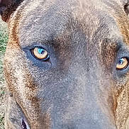 Aïko participe au concours pour gagner de l'argent avec cette photo : dog, canine, close_up, face, eyes, amber_eyes, brown_fur, short_fur, muzzle, nose, head, portrait, outdoor, grass, dry_grass, animal, pet, staring, curious, photography