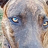 dog, canine, close_up, face, eyes, amber_eyes, brown_fur, short_fur, muzzle, nose, head, portrait, outdoor, grass, dry_grass, animal, pet, staring, curious, photography