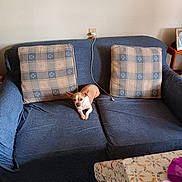 Tomato is registered to the contest to win money with this photo: carpet, cord, couch, cozy, dog, framed_picture, furniture, home, indoor, living_room, pet, pillow, power_outlet, relaxing, resting, small_dog, table, tablecloth, tan_and_white, wall