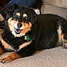 dog, smiling, indoor, carpet, black_and_tan, pet, canine, couch, person, footwear, sneakers, legs, fur, happy, animal, domestic, relaxed, lying_down, household, companion