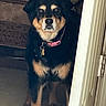 dog, black_dog, brown_dog, collar, tags, door, partially_open_door, carpet, tile_floor, bedspread, indoor, pet, animal, curious, standing, looking, calm, house, room, furniture