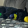 Han Solo joined the competition — help win amazing prizes! dog, black_dog, sleeping, couch, blanket, paw_print, toy, green_ball, yellow_plush, blue_yellow_toy, pet, indoor, resting, cozy, furniture, animal, companion, napping, relaxed, domestic