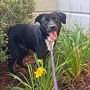 Han Solo is registered to the contest to win money with this photo: dog, black_dog, leash, yellow_flower, greenery, plants, garden, tongue_out, happy, pet, outdoor, nature, fur, animal, smiling, eyes, snout, ears, bush, ground