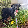 dog, black_dog, leash, yellow_flower, greenery, plants, garden, tongue_out, happy, pet, outdoor, nature, fur, animal, smiling, eyes, snout, ears, bush, ground