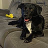 Han Solo is registered to the contest to win money with this photo: dog, black_dog, pet, couch, indoor, plush_toy, yellow_toy, relaxed, happy, animal, companion, furniture, living_room, cute, domestic_animal, playful, canine, household, smiling, resting