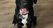 Han Solo is registered to the contest to win money with this photo: dog, black_dog, pet, animal, indoor, wooden_floor, sitting, looking_up, happy, tongue_out, collar, tag, bright_eyes, white_chest, canine, friendly, companion, domestic_animal, playful, alert
