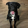 dog, black_dog, pet, animal, indoor, wooden_floor, sitting, looking_up, happy, tongue_out, collar, tag, bright_eyes, white_chest, canine, friendly, companion, domestic_animal, playful, alert