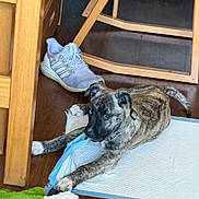 Hunter joined the competition — help win amazing prizes! puppy, dog, brindle, playing, toy, training_pad, flooring, sneaker, wooden_chair, indoor, pet, collar, brown, white_paw, chewing, curious, young_dog, household, floor, pet_toy