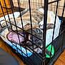 Hunter is registered to the contest to win money with this photo: dog, crate, pet, animal, cage, mouth_open, teeth, blanket, toy, indoor, wood_floor, resting, playful, canine, ears, fur, metal_bars, closeup, expression, home