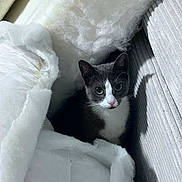 Nala joined the competition — help win amazing prizes! cat, kitten, pet, indoor, couch, fabric, stuffing, upholstery, curious, eyes, portrait, whiskers, gray_and_white, texture, shadow, cozy, hiding, small_space, ears, nose