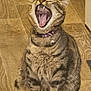 animal, bell, cat, collar, cute, domestic, feline, fur, indoor, mammal, mouth_open, pet, sitting, striped, tabby, teeth, tongue, whiskers, wooden_floor, yawning