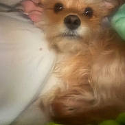 Sally joined the competition — help win amazing prizes! blanket, blurred, brown_fur, closeup, companion, cozy, cute, dog, domestic_animal, fur, indoors, lying_down, pet, pillow, relaxed, resting, sleepy, small_dog, soft_focus, warm