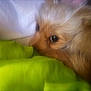 dog, close_up, fluffy, blanket, green, pet, sleepy, cozy, fur, animal, cute, indoor, resting, soft_focus, brown, eye, portrait, domestic_animal, companion, warm