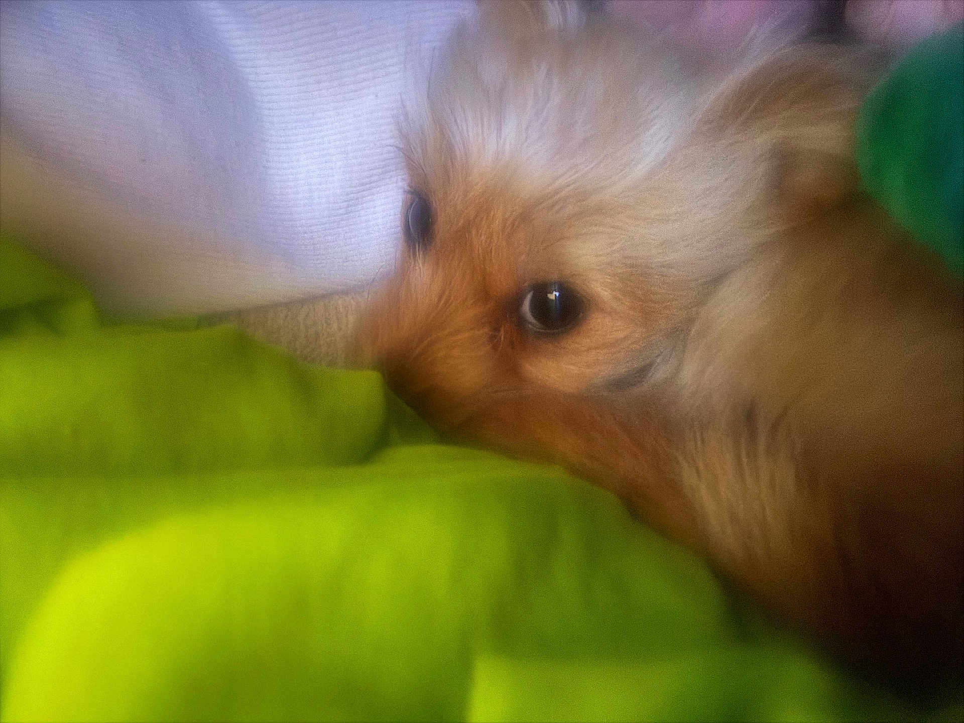 Sally is registered to the contest to win money with this photo: dog, close_up, fluffy, blanket, green, pet, sleepy, cozy, fur, animal, cute, indoor, resting, soft_focus, brown, eye, portrait, domestic_animal, companion, warm