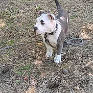 Fantasha joined the competition — help win amazing prizes! dog, puppy, pit_bull, pet, grass, dry_grass, collar, leash, chain, pine_cone, outdoors, paws, ears, nose, tail, attentive, standing, sunlight, shadow, backyard