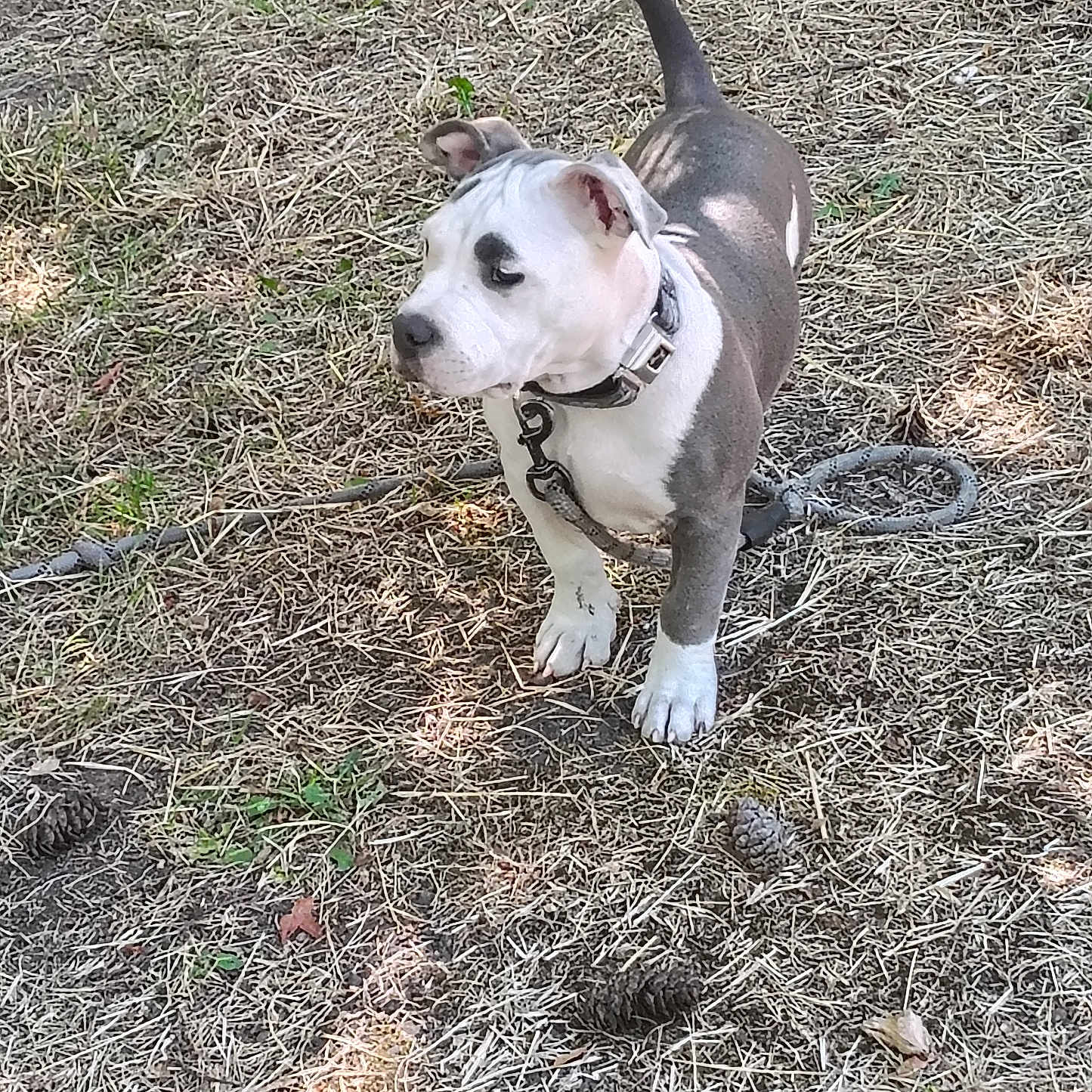 Fantasha joined the competition — help win amazing prizes! attentive, backyard, chain, collar, dog, dry_grass, ears, grass, leash, nose, outdoors, paws, pet, pine_cone, pit_bull, puppy, shadow, standing, sunlight, tail