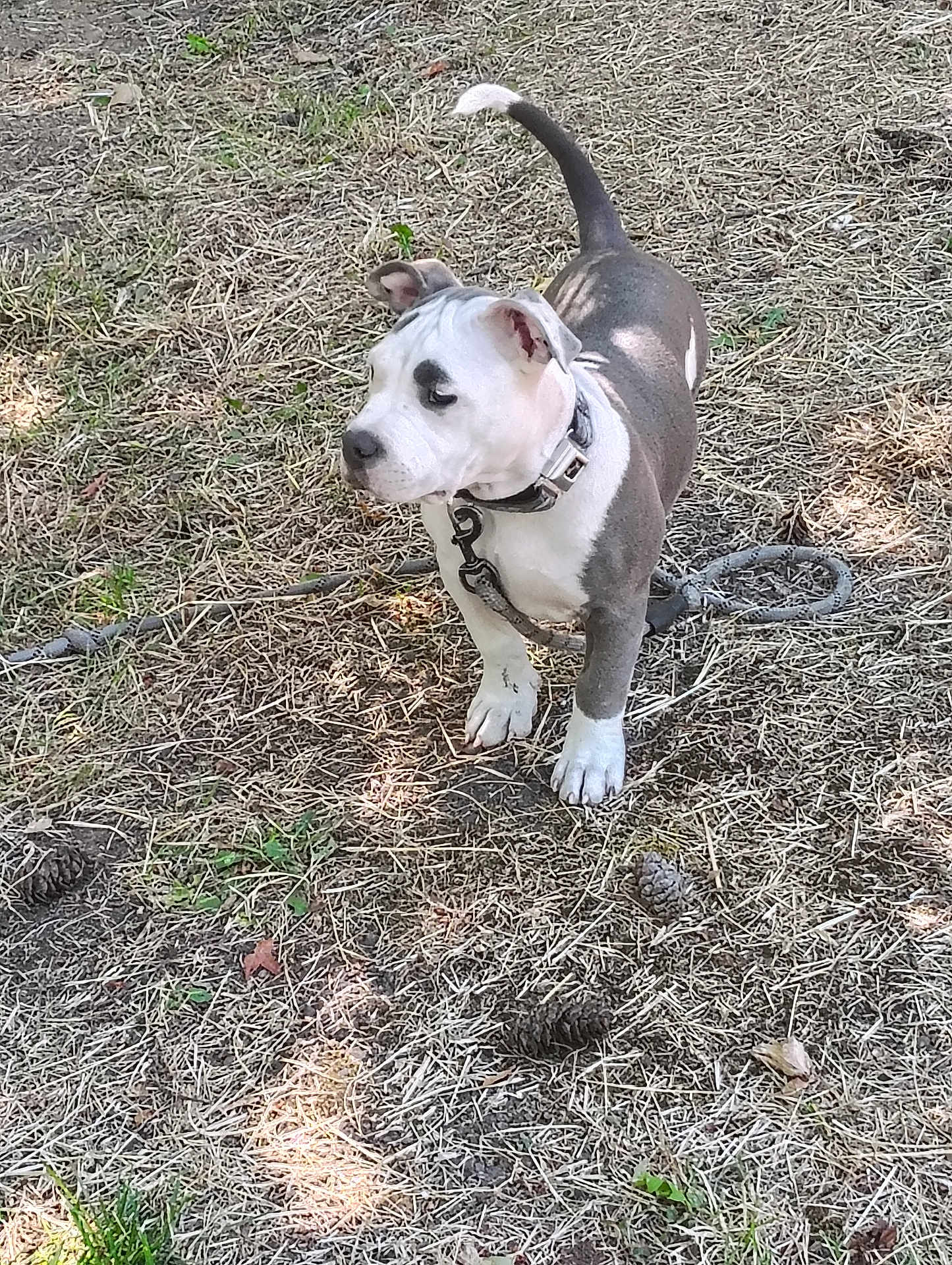 Fantasha joined the competition — help win amazing prizes! dog, puppy, pit_bull, pet, grass, dry_grass, collar, leash, chain, pine_cone, outdoors, paws, ears, nose, tail, attentive, standing, sunlight, shadow, backyard