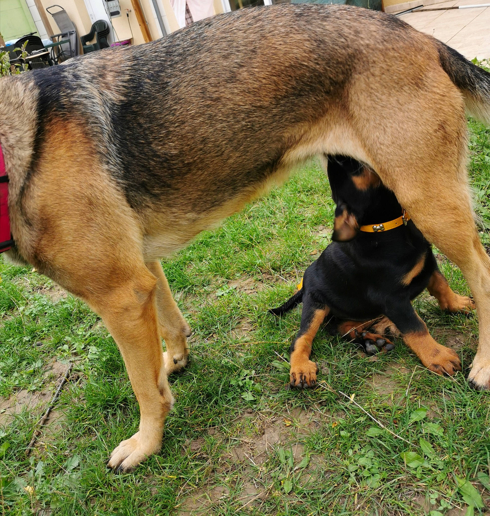 Mila a rejoint le concours — aidez-le/la à gagner de superbes lots ! biting, canidae, carnivore, collar, companion_dog, dobermann, dog, dog_breed, dog_supply, fawn, grass, guard_dog, hunting_dog, pet_supply, plant, sporting_group, tail, terrestrial_animal, working_animal, working_dog