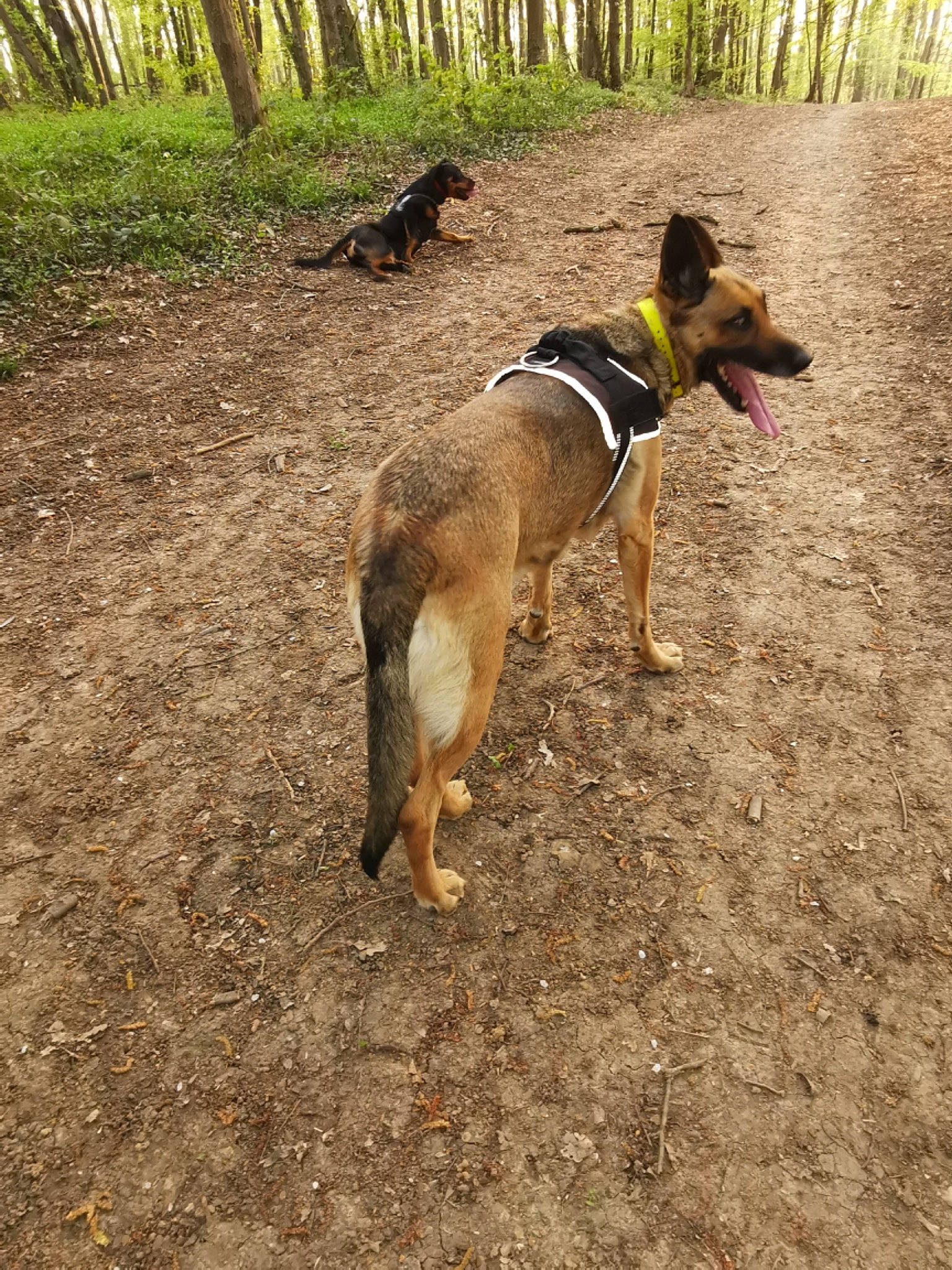 Mila participe au concours pour gagner de l'argent avec cette photo : canidae, carnivore, dog, dog_breed, dog_hiking, dog_supply, east_european_shepherd, fawn, forest, herding_dog, old_german_shepherd_dog, plant, soil, sporting_group, tail, tree, walking, woodland, working_animal, working_dog