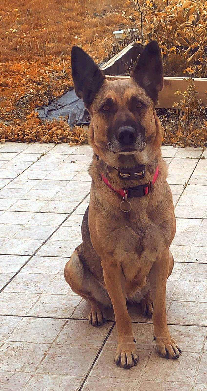 Mila a rejoint le concours — aidez-le/la à gagner de superbes lots ! canidae, carnivore, collar, companion_dog, dog, dog_breed, dog_collar, fawn, guard_dog, herding_dog, liver, non_sporting_group, plant, snout, sporting_group, terrestrial_animal, whiskers, window, working_animal, working_dog