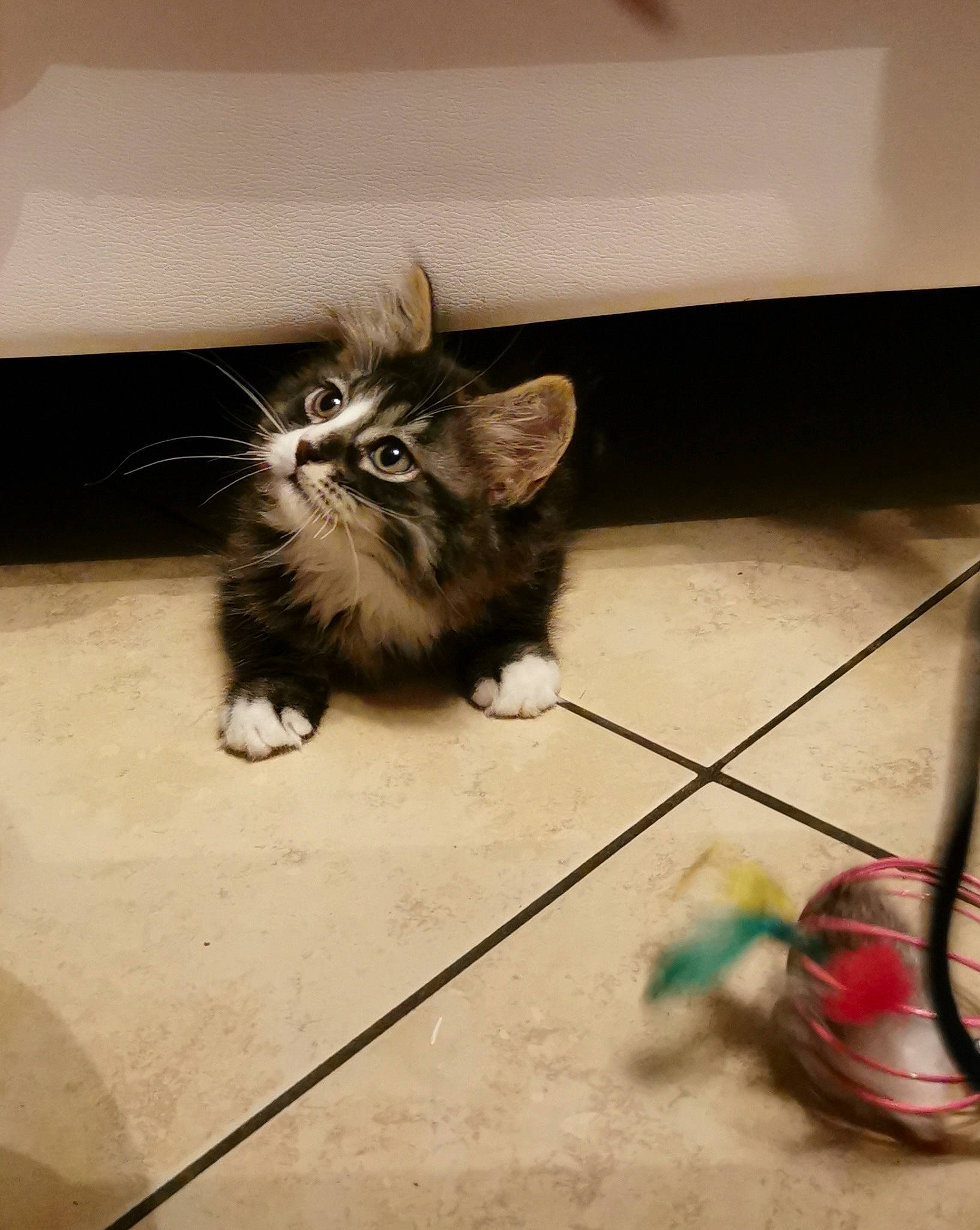 Baby participe au concours pour gagner de l'argent avec cette photo : canidae, carnivore, cat, claw, companion_dog, dog_breed, domestic_short_haired_cat, fawn, felidae, floor, flooring, fur, hardwood, paw, small_to_medium_sized_cats, snout, tail, toy_dog, whiskers, wood