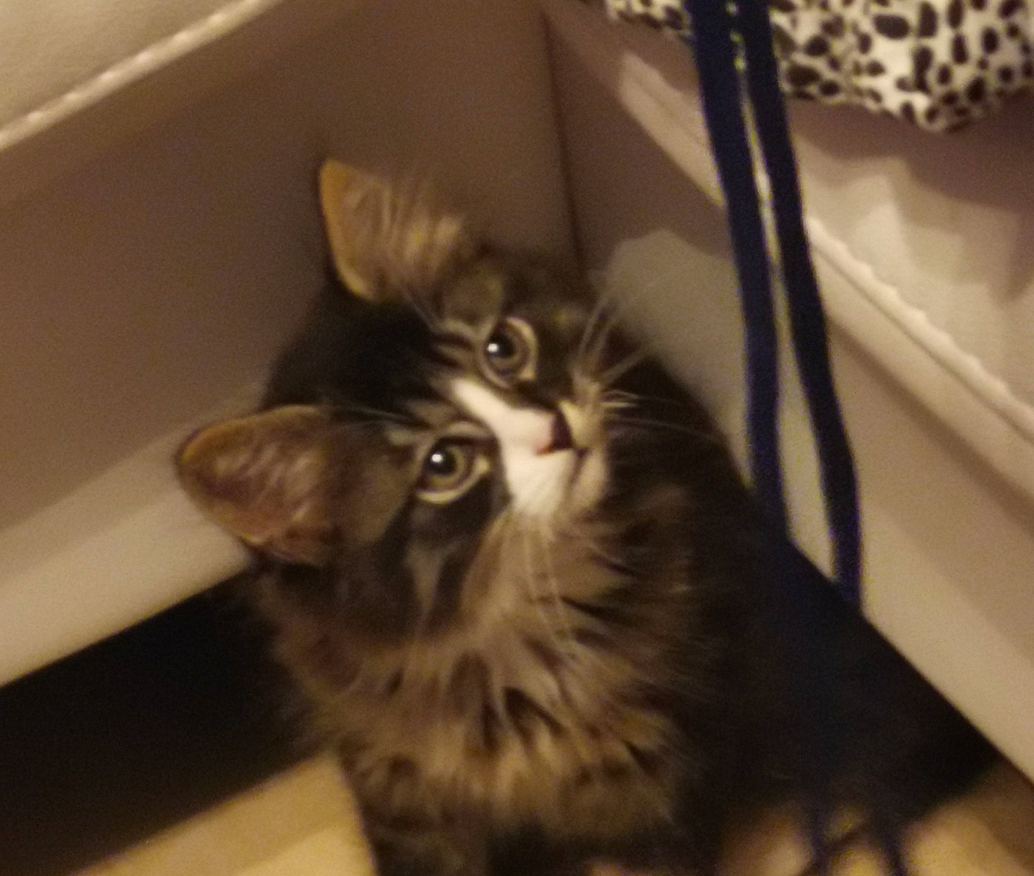 Baby participe au concours pour gagner de l'argent avec cette photo : black_cat, carnivore, cat, claw, domestic_short_haired_cat, ear, felidae, fur, maine_coon, monochrome, monochrome_photography, paw, room, small_to_medium_sized_cats, tail, whiskers, wildlife, wood