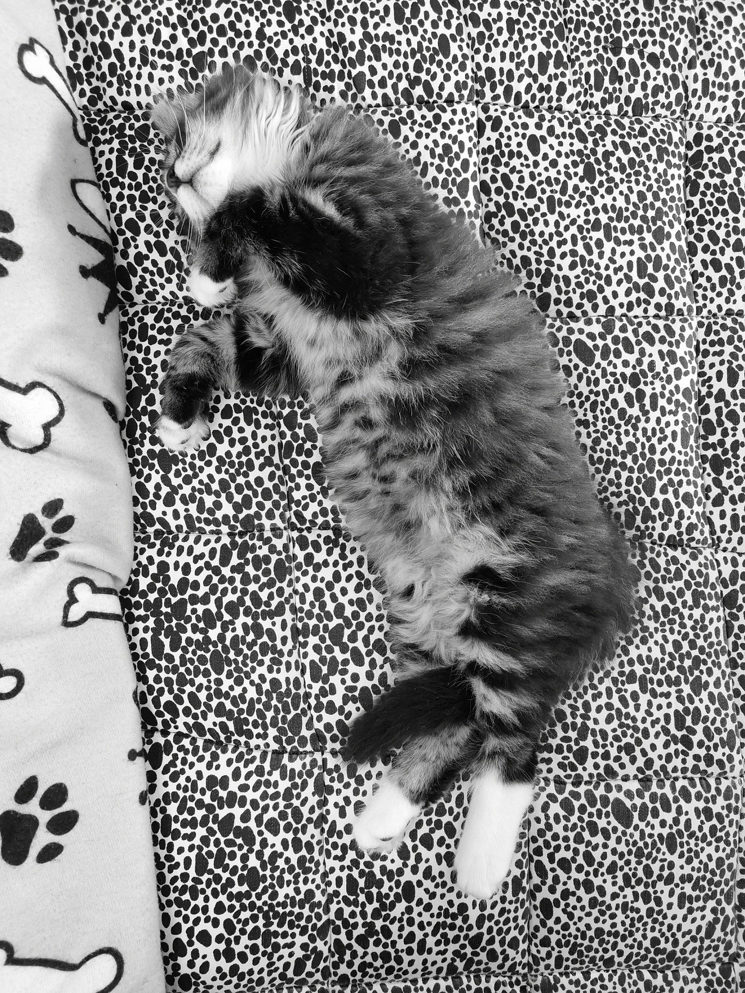 Baby participe au concours pour gagner de l'argent avec cette photo : black_and_white, carnivore, cat, claw, domestic_short_haired_cat, felidae, font, foot, fur, gesture, monochrome, monochrome_photography, organism, paw, small_to_medium_sized_cats, stock_photography, style, tail, terrestrial_animal, whiskers