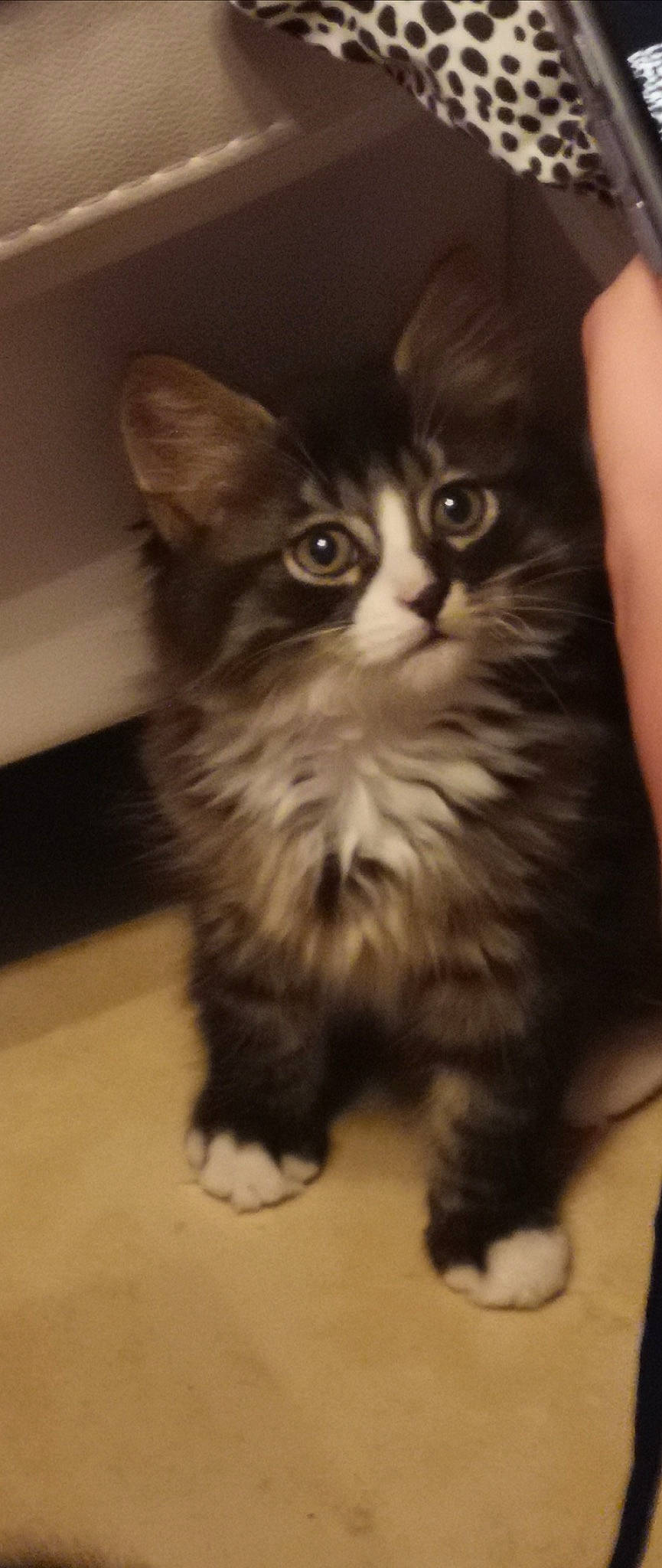 Baby a rejoint le concours — aidez-le/la à gagner de superbes lots ! carnivore, cat, claw, domestic_short_haired_cat, felidae, fur, iris, monochrome_photography, paw, sitting, small_to_medium_sized_cats, snout, tail, terrestrial_animal, whiskers