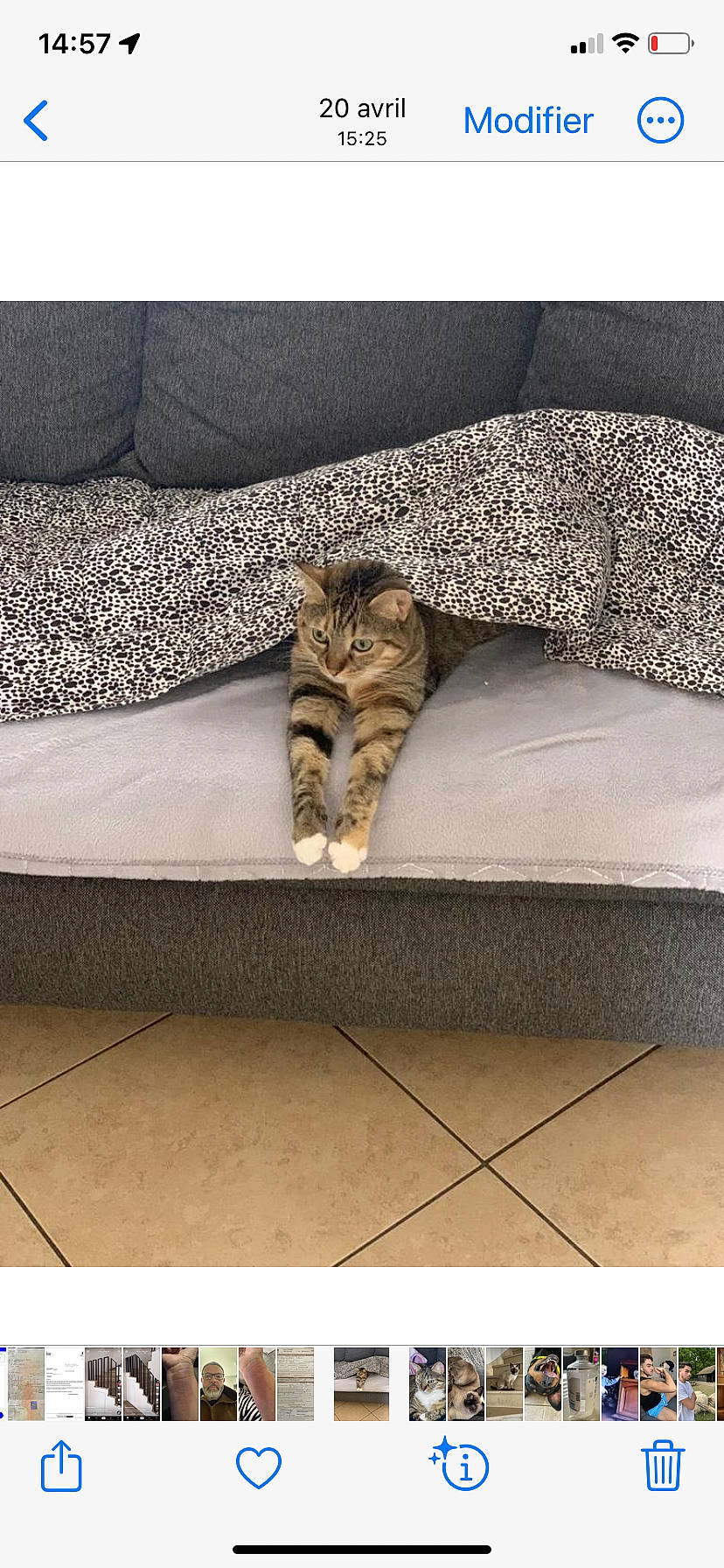 Bahia a rejoint le concours — aidez-le/la à gagner de superbes lots ! carnivore, cat, comfort, couch, fawn, felidae, floor, flooring, fur, grey, hardwood, linens, living_room, pattern, rectangle, small_to_medium_sized_cats, studio_couch, tail, whiskers, wood