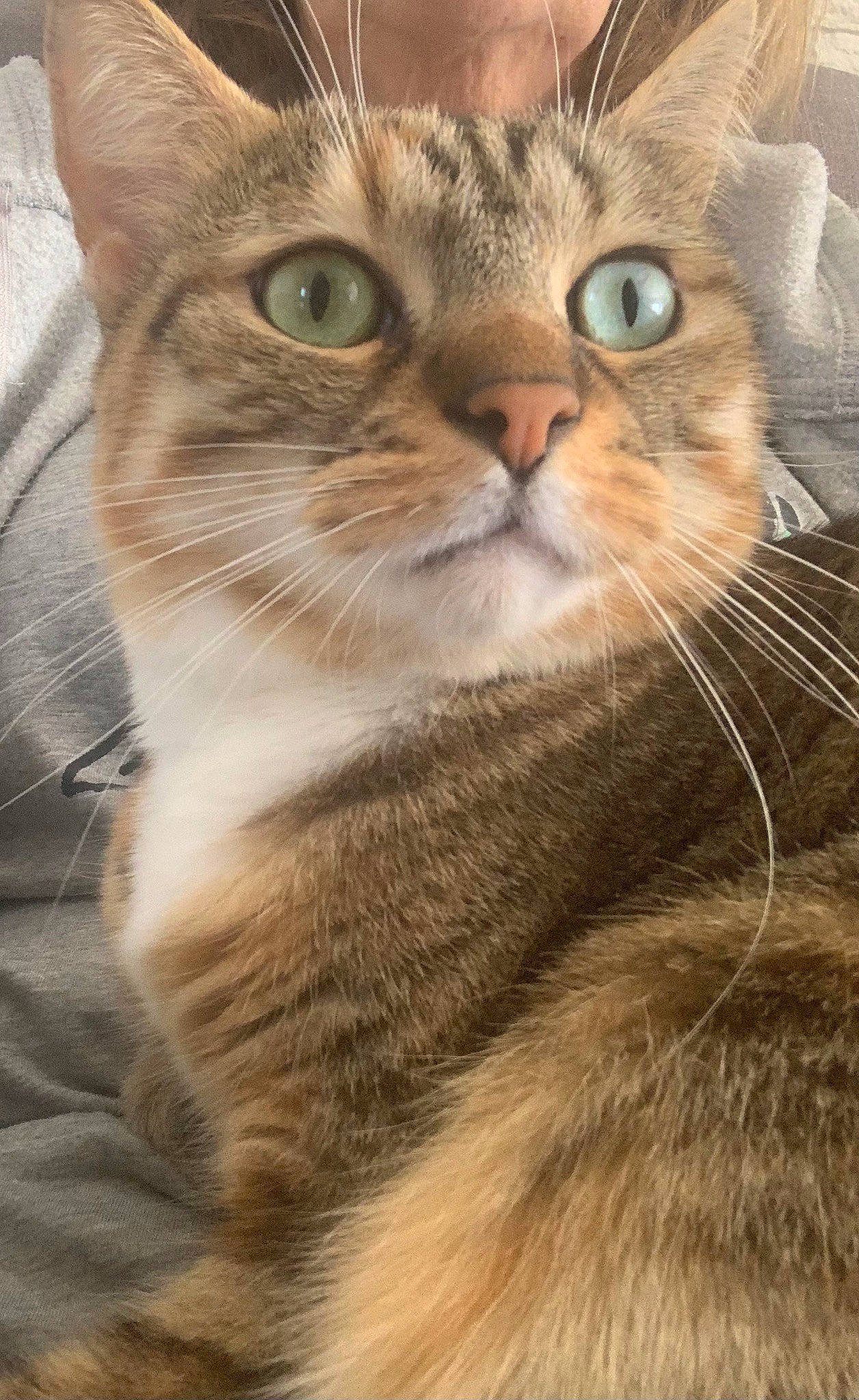 Bahia a rejoint le concours — aidez-le/la à gagner de superbes lots ! carnivore, cat, claw, close_up, domestic_short_haired_cat, ear, fawn, felidae, fur, iris, paw, photography, small_to_medium_sized_cats, snout, terrestrial_animal, tree, whiskers, wildlife, window, wood