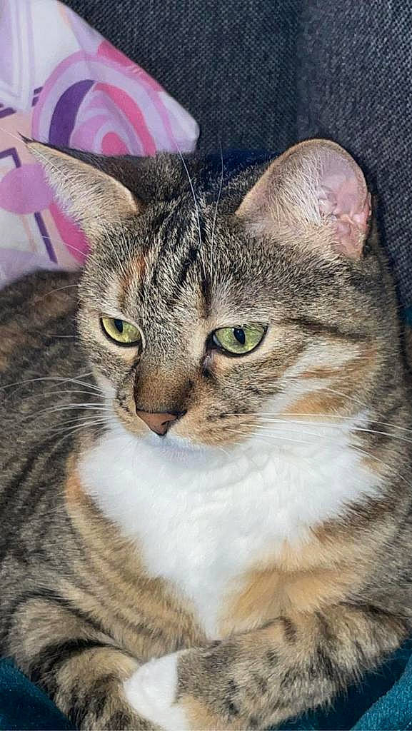 Bahia a rejoint le concours — aidez-le/la à gagner de superbes lots ! carnivore, cat, domestic_short_haired_cat, felidae, fur, grass, iris, photo_caption, rectangle, small_to_medium_sized_cats, snout, terrestrial_animal, tree, whiskers, wildlife, window