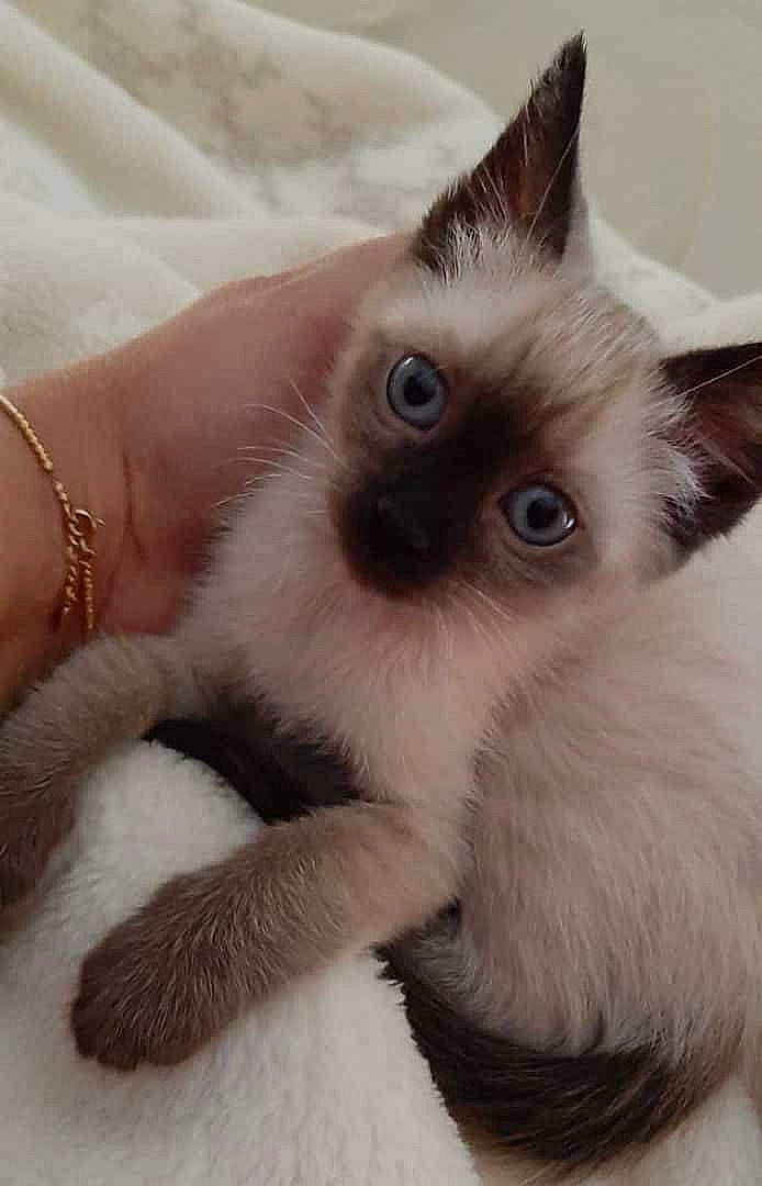 Toumaï a rejoint le concours — aidez-le/la à gagner de superbes lots ! balinese, birman, carnivore, cat, claw, close_up, eyelash, fawn, felidae, fur, iris, paw, siamese, small_to_medium_sized_cats, snout, thai, whiskers